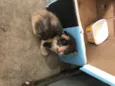 Gato desconhecido