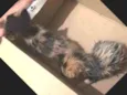 Gato desconhecido