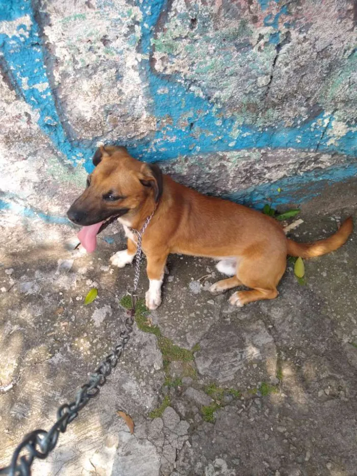 Cachorro ra a Vira lata misturado idade 1 ano nome Bradock