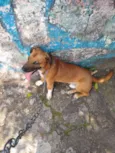 Bradock
