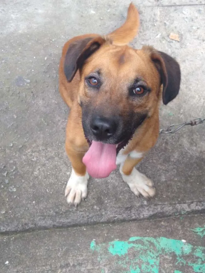 Cachorro ra a Vira lata misturado idade 1 ano nome Bradock