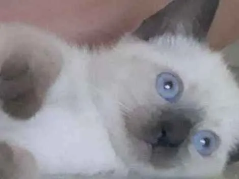 Gato ra a SRD idade Abaixo de 2 meses nome Sem nome