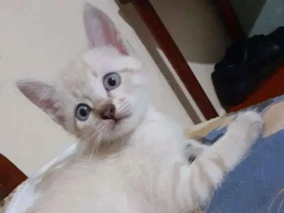 Gato ra a SRD idade Abaixo de 2 meses nome Sem nome