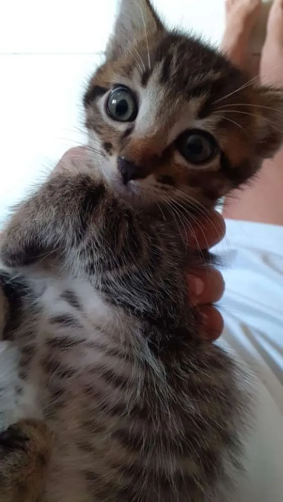 Gato ra a SRD idade Abaixo de 2 meses nome Sem nome