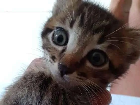 Gato ra a SRD idade Abaixo de 2 meses nome Sem nome