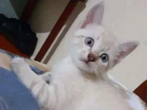 Gato raça SRD idade Abaixo de 2 meses nome Sem nome