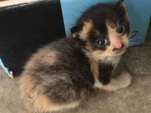 Gato raça  idade  nome Gato desconhecido