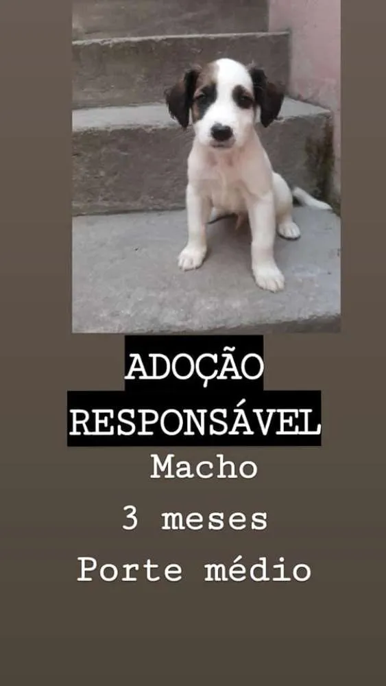 Cachorro raça SRD idade 2 a 6 meses nome -