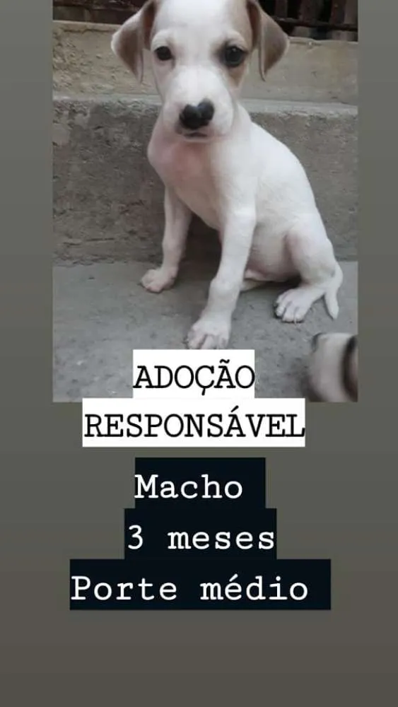Cachorro raça SRD idade 2 a 6 meses nome -