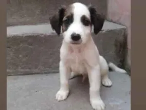 Cachorro raça SRD idade 2 a 6 meses nome -