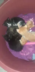 Gatinhos 