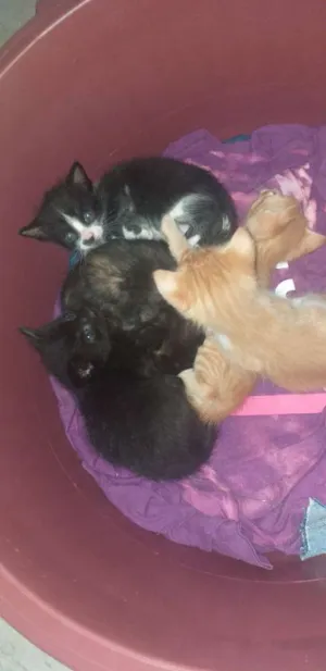Gato raça Sem raça  idade 2 a 6 meses nome Gatinhos 