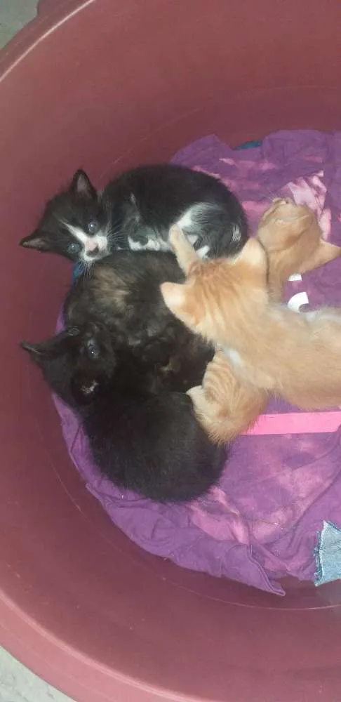 Gato ra a Sem raça  idade 2 a 6 meses nome Gatinhos 