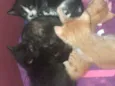 Gatinhos 