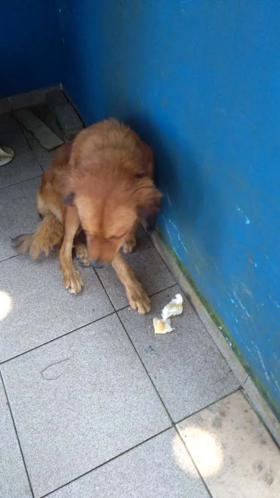 Cachorro ra a Indefinida idade 1 ano nome Desconhecido