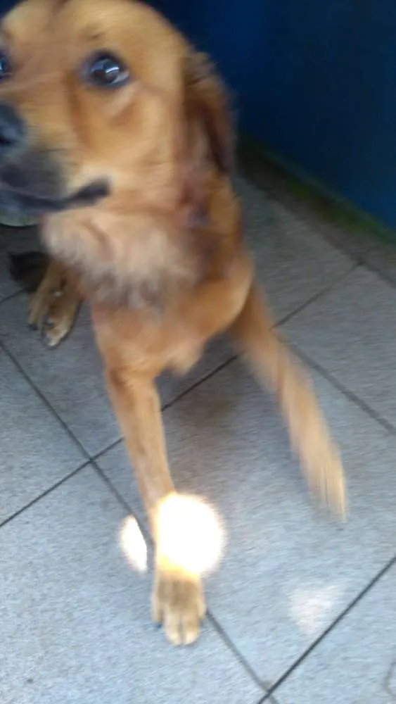 Cachorro ra a Indefinida idade 1 ano nome Desconhecido