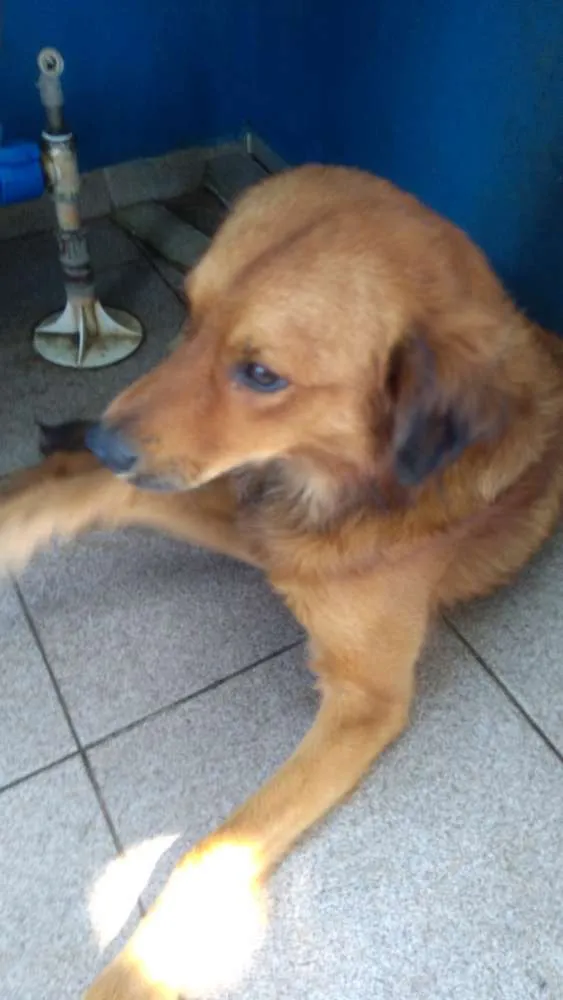 Cachorro ra a Indefinida idade 1 ano nome Desconhecido