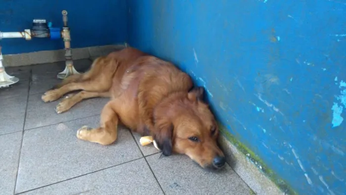 Cachorro ra a Indefinida idade 1 ano nome Desconhecido