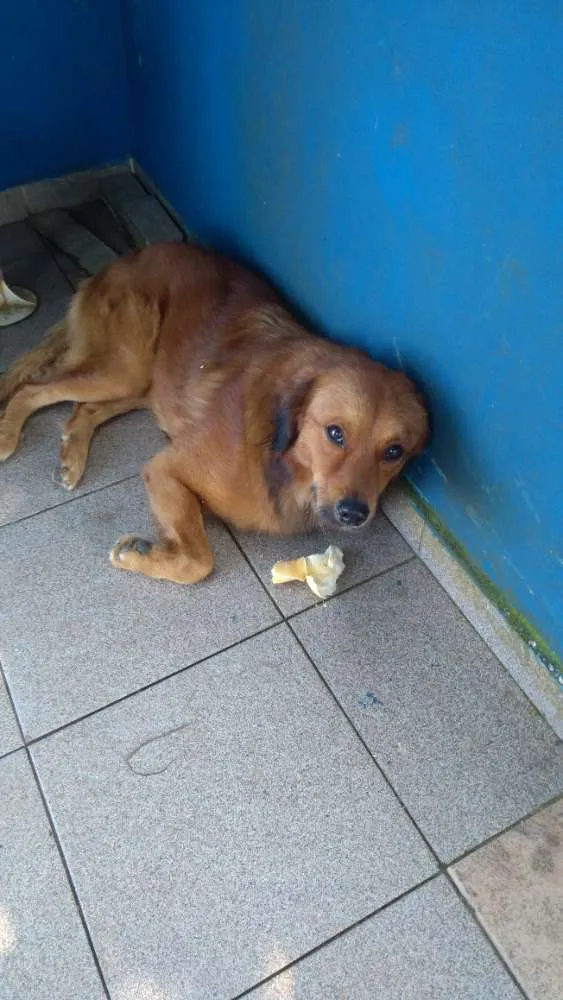 Cachorro ra a Indefinida idade 1 ano nome Desconhecido