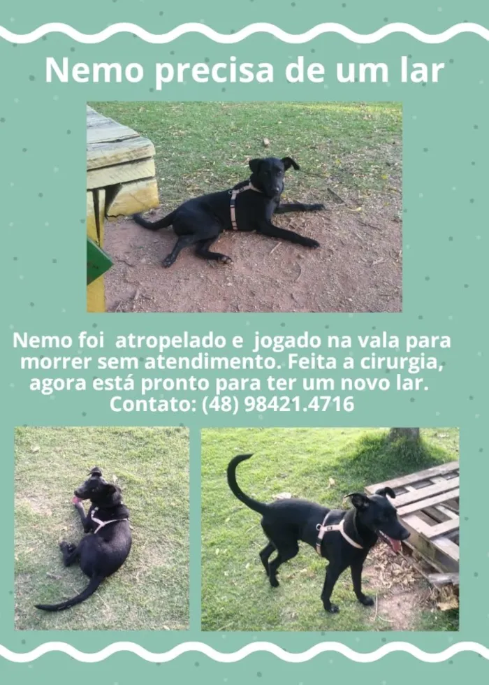 Cachorro ra a Não sei  idade 7 a 11 meses nome Nemo 