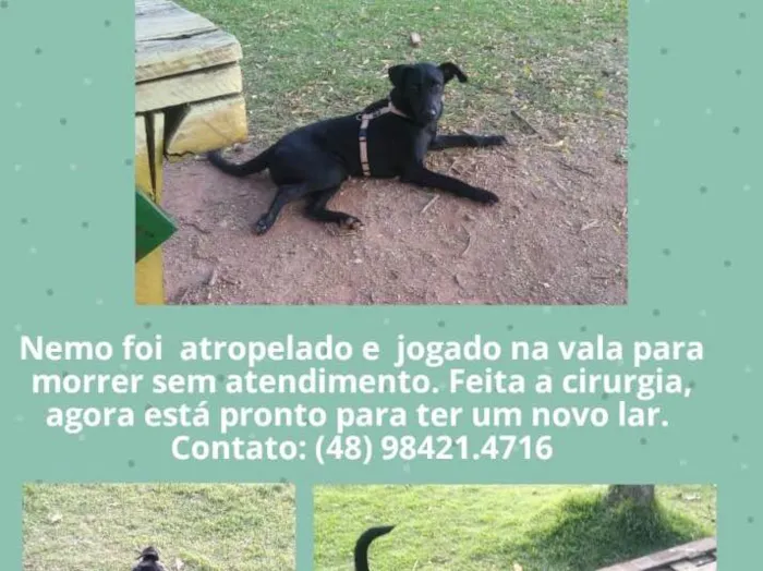 Cachorro ra a Não sei  idade 7 a 11 meses nome Nemo 