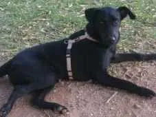 Cachorro raça Não sei  idade 7 a 11 meses nome Nemo 