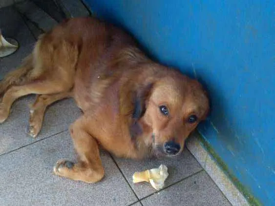 Cachorro ra a Indefinida idade 1 ano nome Desconhecido