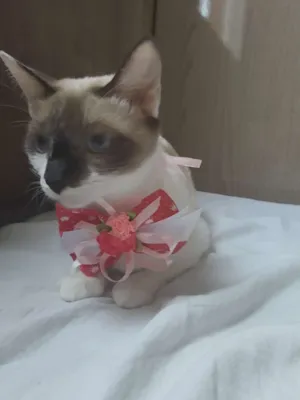 Gato raça Siamês idade 1 ano nome Ninna