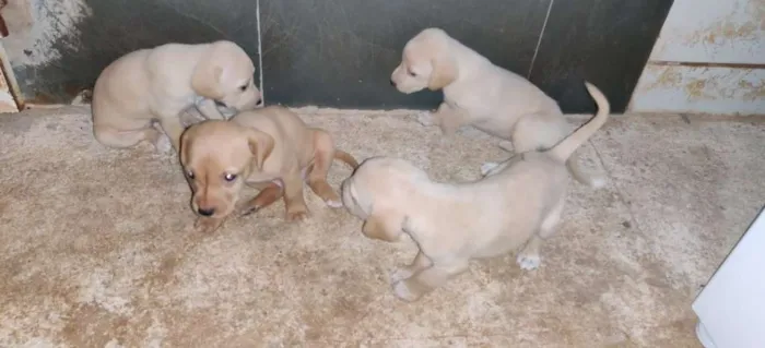 Cachorro raça VIRA LATA idade Abaixo de 2 meses nome SEM NOME