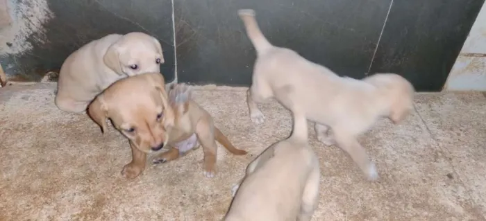 Cachorro raça VIRA LATA idade Abaixo de 2 meses nome SEM NOME