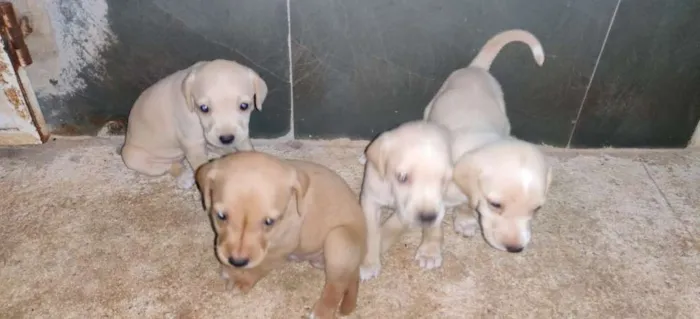 Cachorro raça VIRA LATA idade Abaixo de 2 meses nome SEM NOME