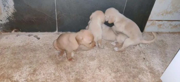 Cachorro raça VIRA LATA idade Abaixo de 2 meses nome SEM NOME