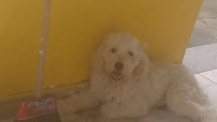 Cachorro ra a Poodle idade 1 ano nome Thor
