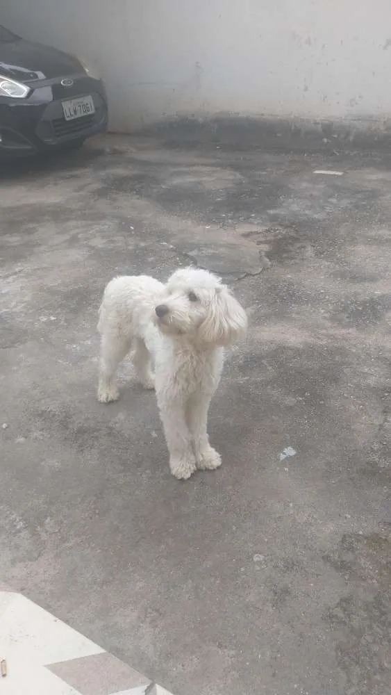 Cachorro ra a Poodle idade 1 ano nome Thor