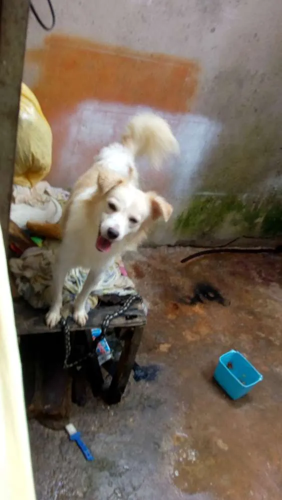 Cachorro ra a Vira lata idade 1 ano nome Brabquinho