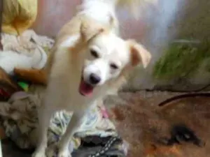 Cachorro raça Vira lata idade 1 ano nome Brabquinho