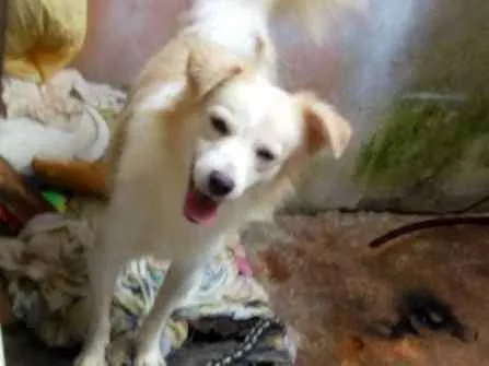 Cachorro ra a Vira lata idade 1 ano nome Brabquinho