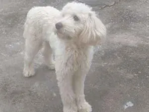 Cachorro raça Poodle idade 1 ano nome Thor