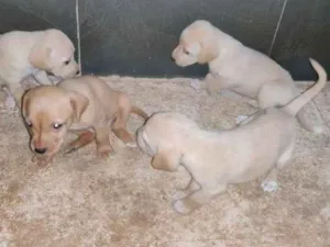 Cachorro raça VIRA LATA idade Abaixo de 2 meses nome SEM NOME