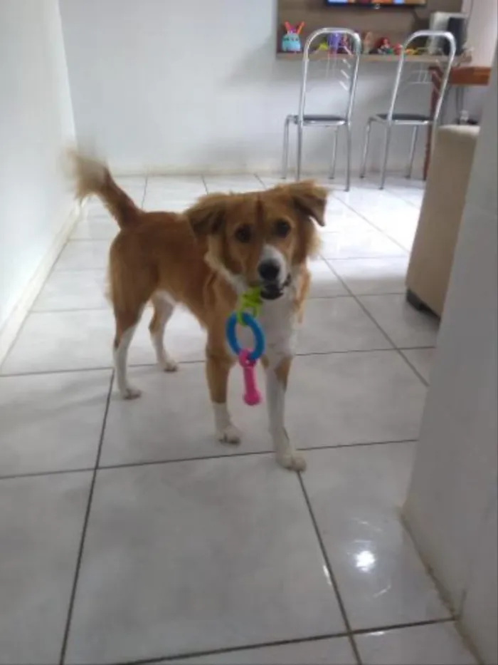 Cachorro ra a SRD idade 7 a 11 meses nome Snow