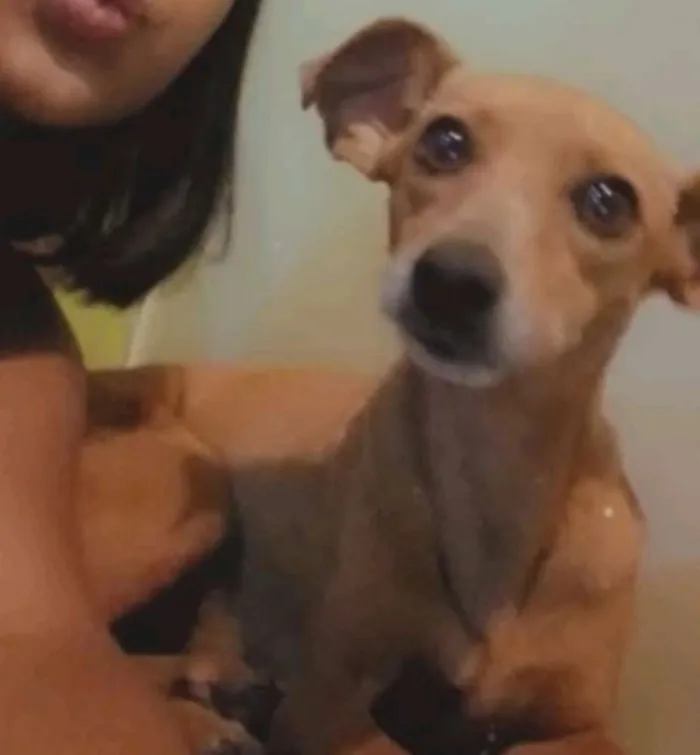 Cachorro ra a pinscher idade 4 anos nome Lory