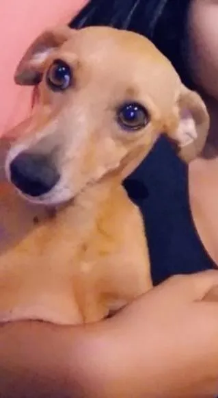 Cachorro ra a pinscher idade 4 anos nome Lory