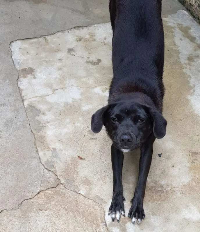 Cachorro ra a VIRA-LATA idade 1 ano nome LUNA