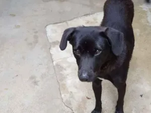 Cachorro raça VIRA-LATA idade 1 ano nome LUNA