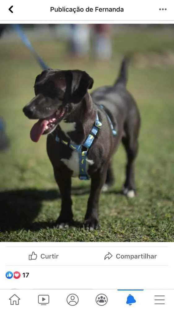 Cachorro ra a Indefinida  idade 7 a 11 meses nome Chicão 