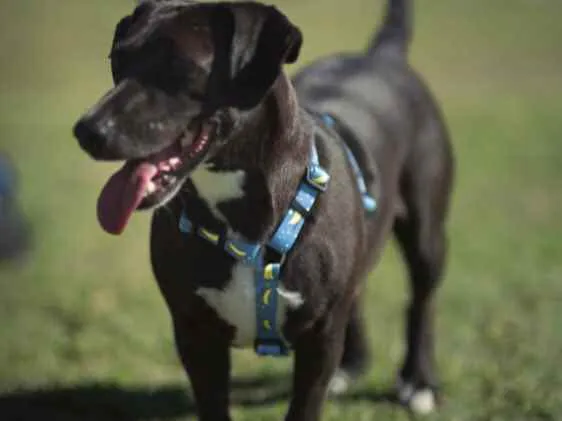 Cachorro ra a Indefinida  idade 7 a 11 meses nome Chicão 