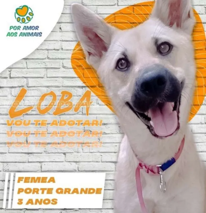 Cachorro ra a srd idade 1 ano nome LÔBA
