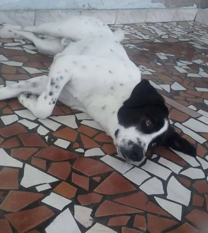 Cachorro ra a srd idade 1 ano nome Scooby