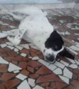 Scooby