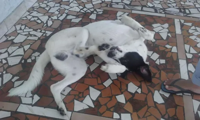 Cachorro ra a srd idade 1 ano nome Scooby